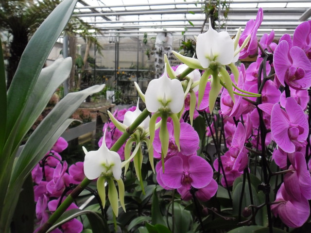Plantacja orchidei