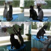 Koty stróżujące:))))