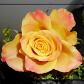 Barbórkowa róża