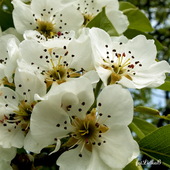 Białe Kwiaty Gruszy