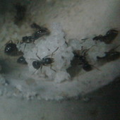 coś z mojej hodowli mrówek [ Lasius niger]