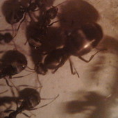 Coś z mojej hodowli mrówek [Formica cinerea ]
