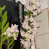 Dendrobium Nobile.
