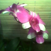 Dendrobium phalaenopsis  mini kwiaty