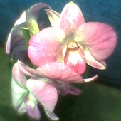 Dendrobium Phalaenop