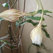  Epiphyllum Oxypetalum.Jeden kwiat rozkwitnie-jeden przekwitł.  Makro.