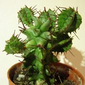  Euphorbia horrida 'Monstruosa'