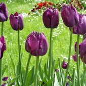Fioletowe... tulipany