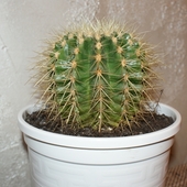 kaktusik