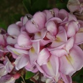 Kwiaty grochodrzewu różowego.  Makro.