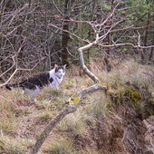 Leśny kot nad urwiskiem