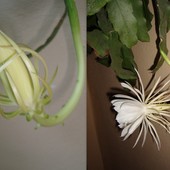 Moja ulubienica Epiphyllum Oxypetalum / pąk i kwiat /.