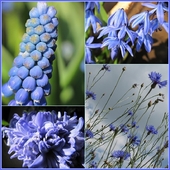 niebiesko dziś.... kwiatowo