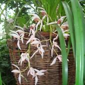 Orchidea Z Cieplarni