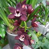 Plantacja orchidei