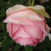  Różowa Wielka Gł