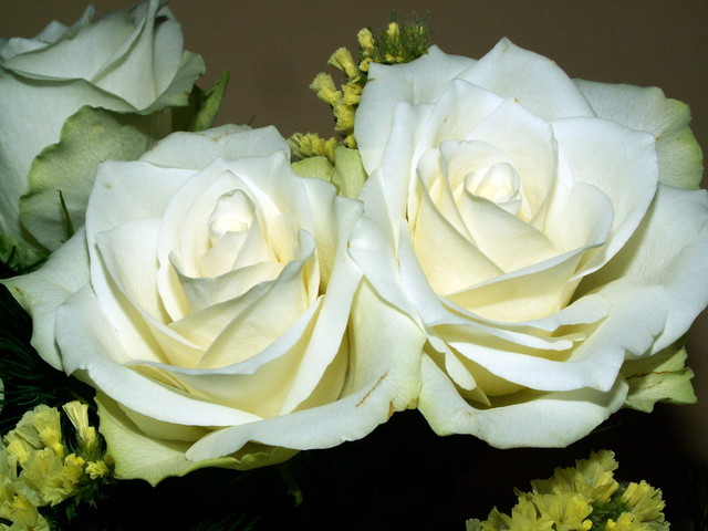 Białe róże.
