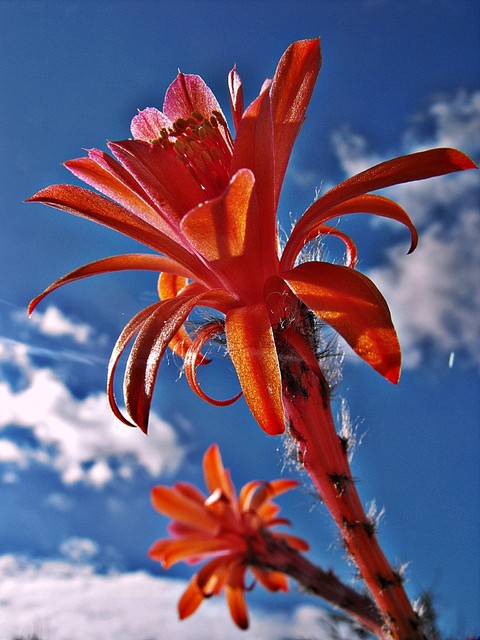 Kaktusa kwiat
