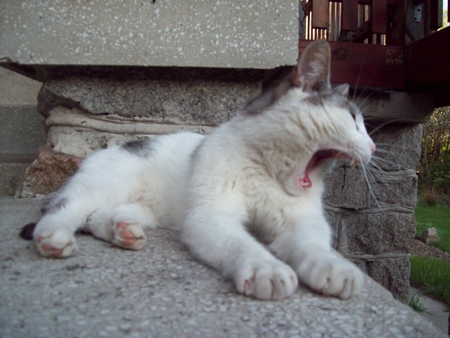 kot Ramzes, po drzemce na ciepłym murku