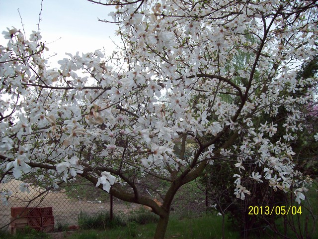 magnolia biała