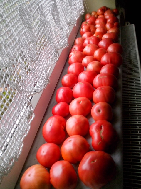 ...ostatni zbiór pomidorów...