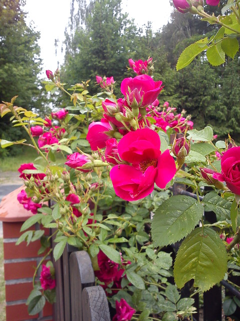 ...róże po mojej kochanej BABCI;tak wylądają na poczatu czerwca...