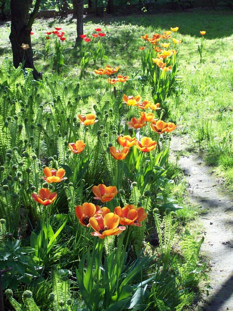 tulipany w paprociach