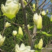 ... magnolia...