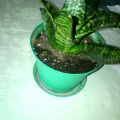 aloes inny