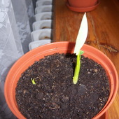 Colocasia esculenta (Kolokazja jadalna)