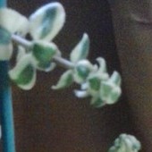 Crassula sarmentosa v.variegata