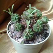 Euphorbia bupleurifolia(dzisiejszy prezent od Lila25,dziekuje)
