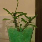 Euphorbia Milli Bia