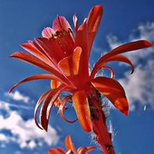 Kaktusa kwiat