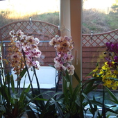 Orchidee mix;)