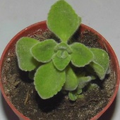 Plectranthus amboinicus,Plectranthus cremnus - Kubańskie Oregano