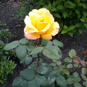 Róża,która w czasie kwitnienia zmieniakolor