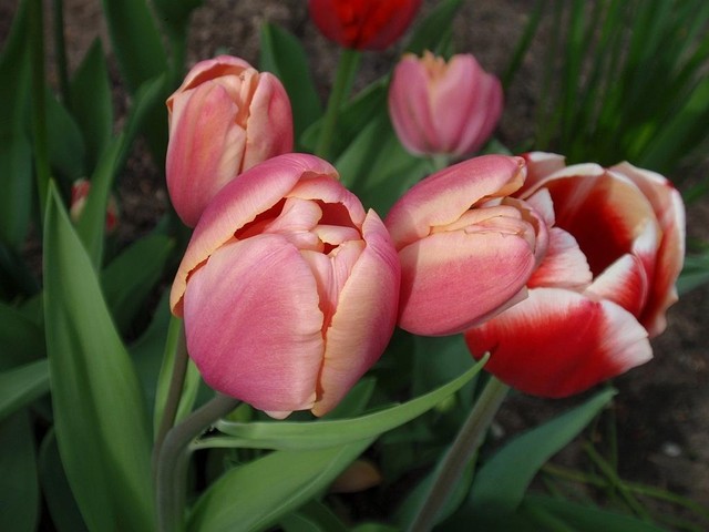 Czar tulipanowy