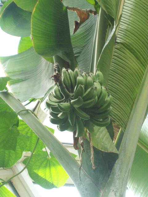 bananowiec z owocami