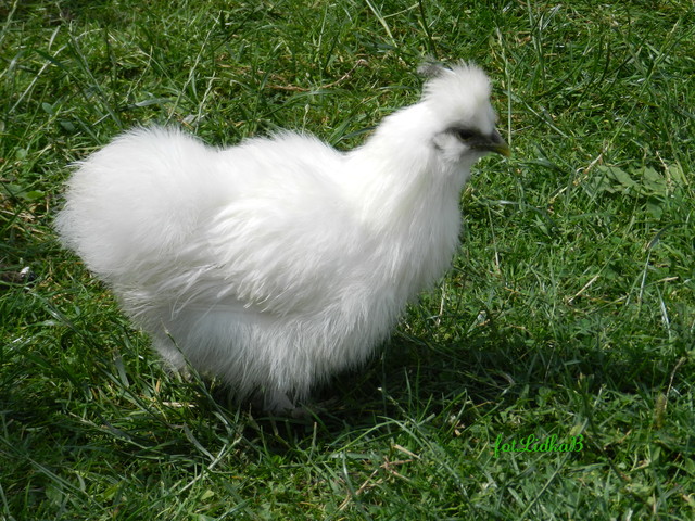 Kura jedwabista biała.
