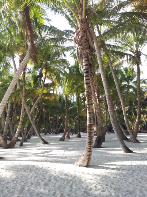 Las Palmowy na Wyspie Saona/Dminikana/...