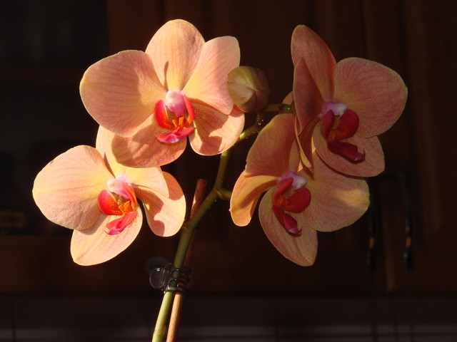 Phalaenopsis.