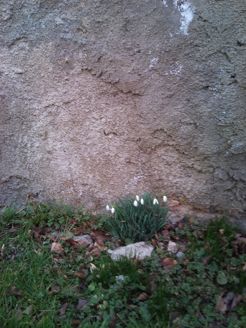 Pierwsze zwiastuny wiosny:)