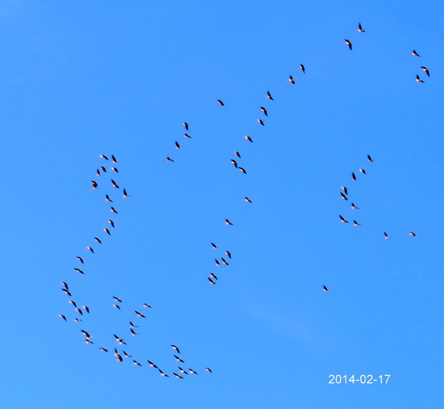 Ptaki na błękitnym niebie.