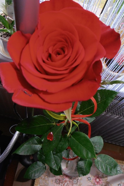 Róża walentynkowa 2