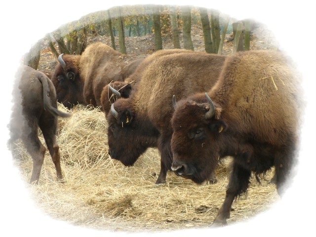 Stado bizonów z
