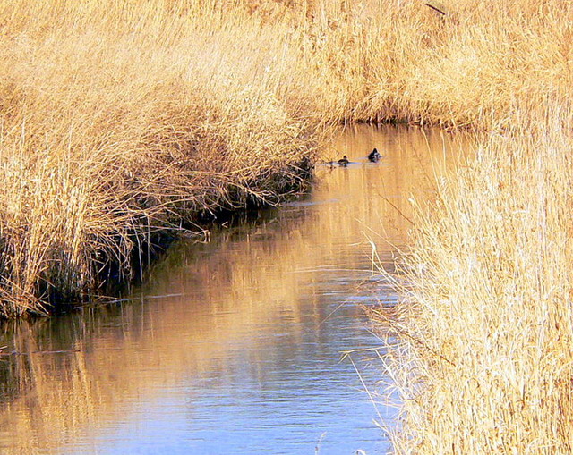 Wiosenna rzeka Czarna z kaczkami