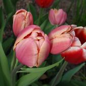 Czar tulipanowy