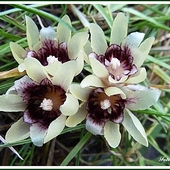 Zimokwiat wczesny (Chimonanthus praecox)...