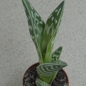 Aloes tygrysi(pstry)
